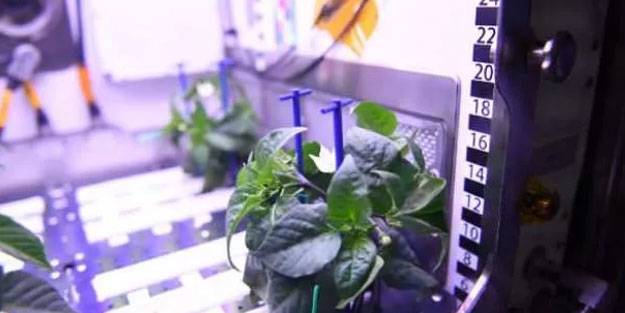 Uzayda biber yetiştirdiler