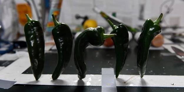 Uzayda üretildi! İncelenmek üzere Dünya'ya gönderilecek