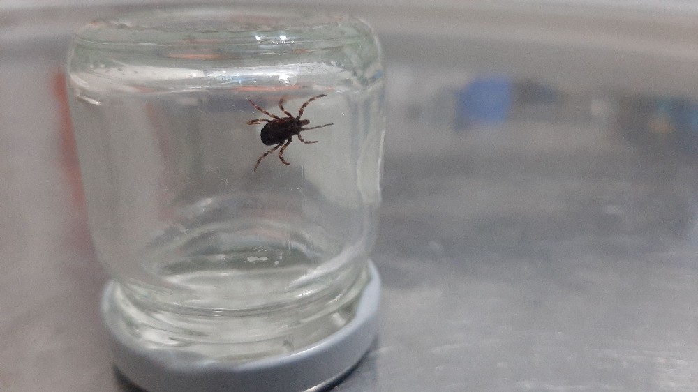 Üzerinde gezinirken yakaladığı keneyi, doğaya bıraktı 
