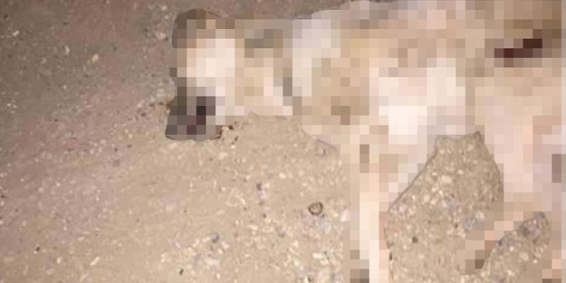Üzerinden kasten arabayla geçilen köpek öldü