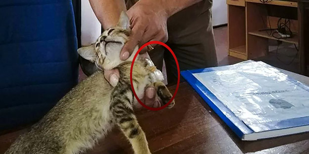 Mahkumların kuryesiydi! Asya ülkesinde hücreye kapatılan kedi firar etti