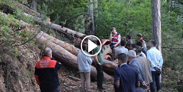 Üzerine ağaç devrildi, hayatını kaybetti