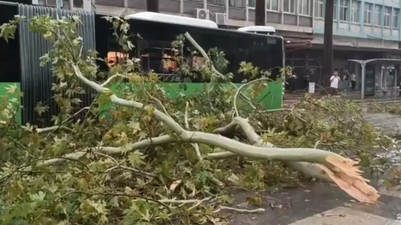 Üzerine ağaç devrilen belediye otobüsünde can pazarı!