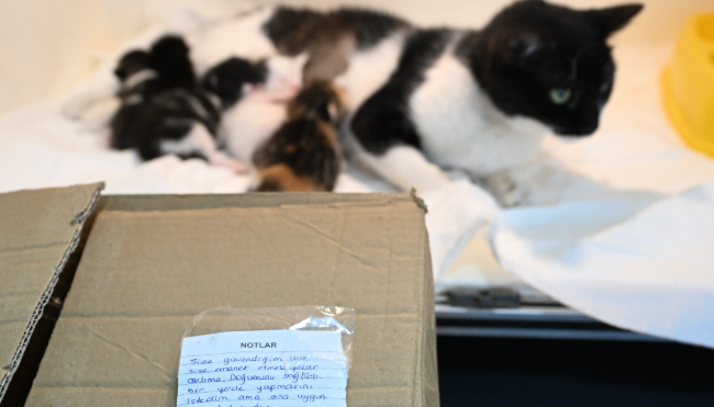 Üzerine not yazıp kediyi çanta içinde veteriner kliğinin kapısına bıraktılar