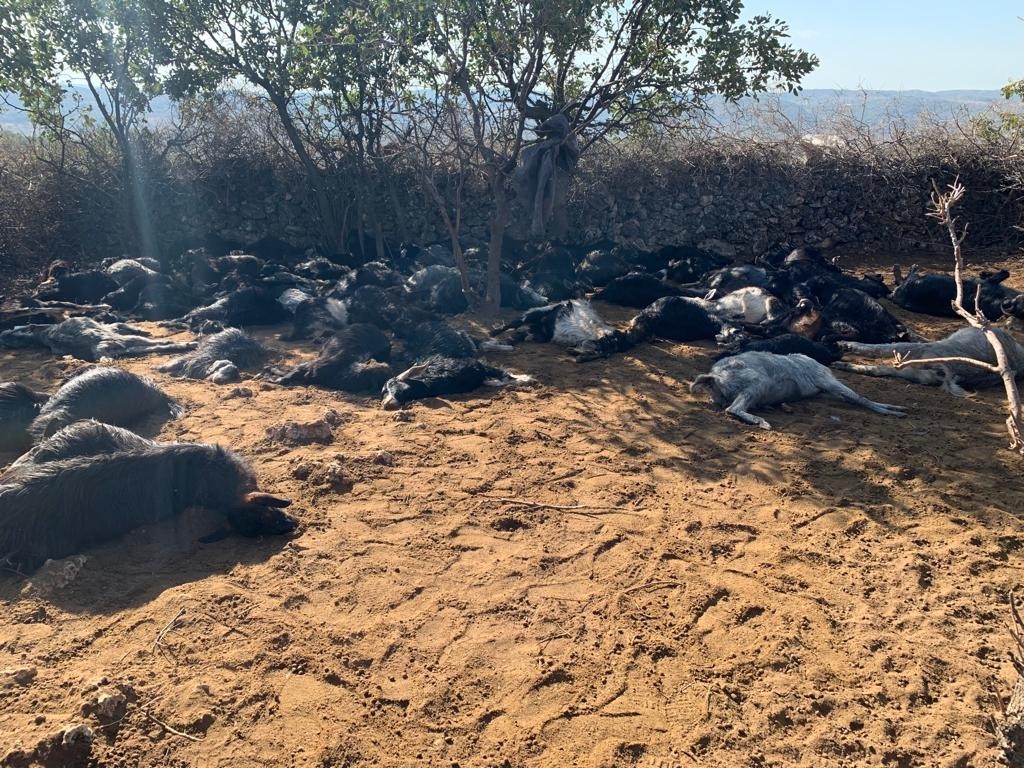 Üzerine yıldırım düşen 78 hayvan telef oldu