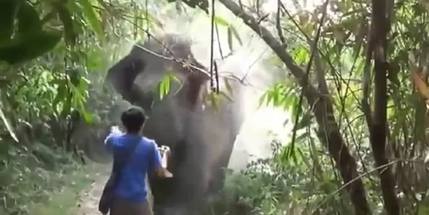 Üzerinize koşarak fil gelirse ne yaparsınız?