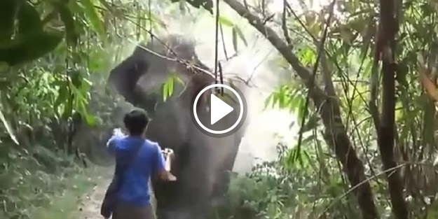 Üzerinize koşarak fil gelse ne yaparsınız?