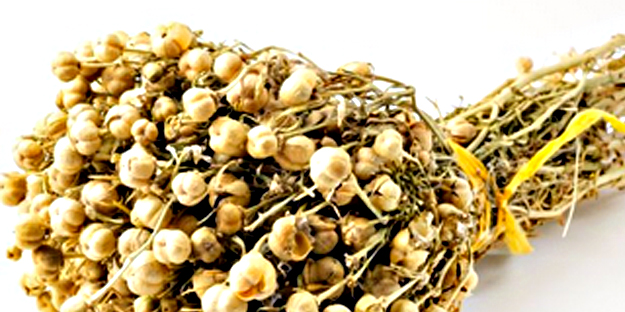 Üzerlik tohumu! Bu gıda denemeye değer bir tat! Beklenmedik bir gerçek: Böyle etki görülmedi