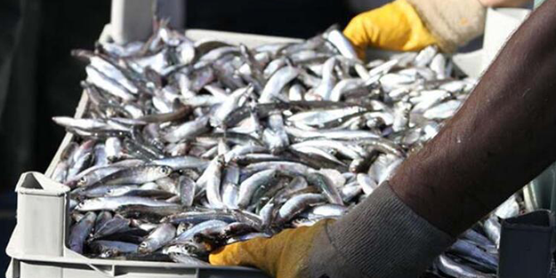 Uzman 'Bu hatayı yapmayın' diyerek 'Balık, yoğurt ile tüketilir mi?' sorusuna cevap verdi