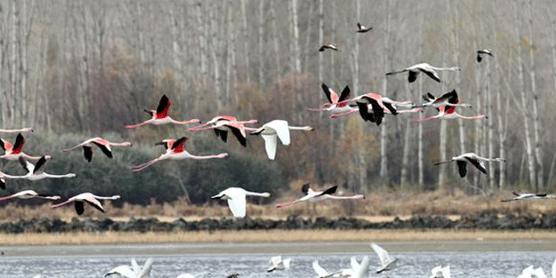 Uzman isim açıkladı! İşte göç edememelerinin sebebi