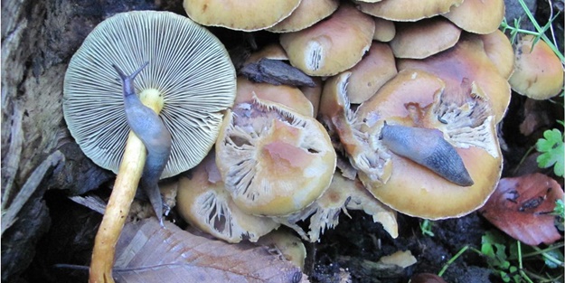 Uzman isim açıkladı... İşte Türkiye'de en çok zehirlenmeye yol açan mantar cinsi