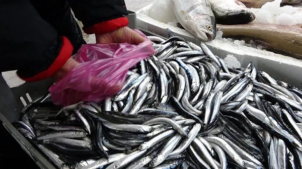 Uzman isim tek tek açıkladı | Hamileler bu balıkları kesinlikle tüketmemeli!