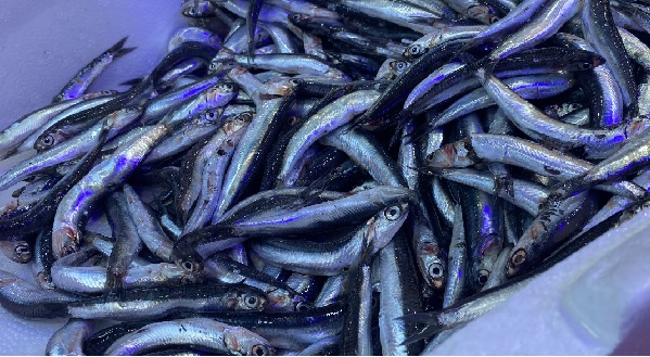 Uzman isim uyardı! Hamsiyi bekleyen tehlike