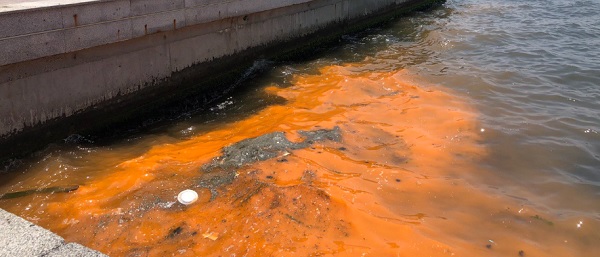 Uzman isimden açıklama geldi! İzmir Körfezi’nde neler oluyor?