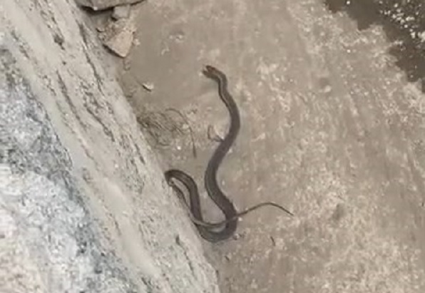 Uzman isimden açıklama geldi! Son günlerde pek çok ilde görülüyor aman dikkat