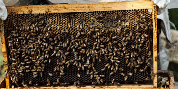 Uzman isimden açıklama! Pandemide yüzde 300 arttı