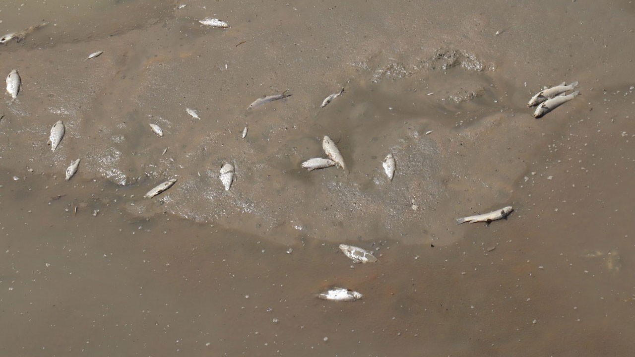 Uzman isimden önemli açıklama! Yeşilırmak'ta balıklar neden ölüyor?