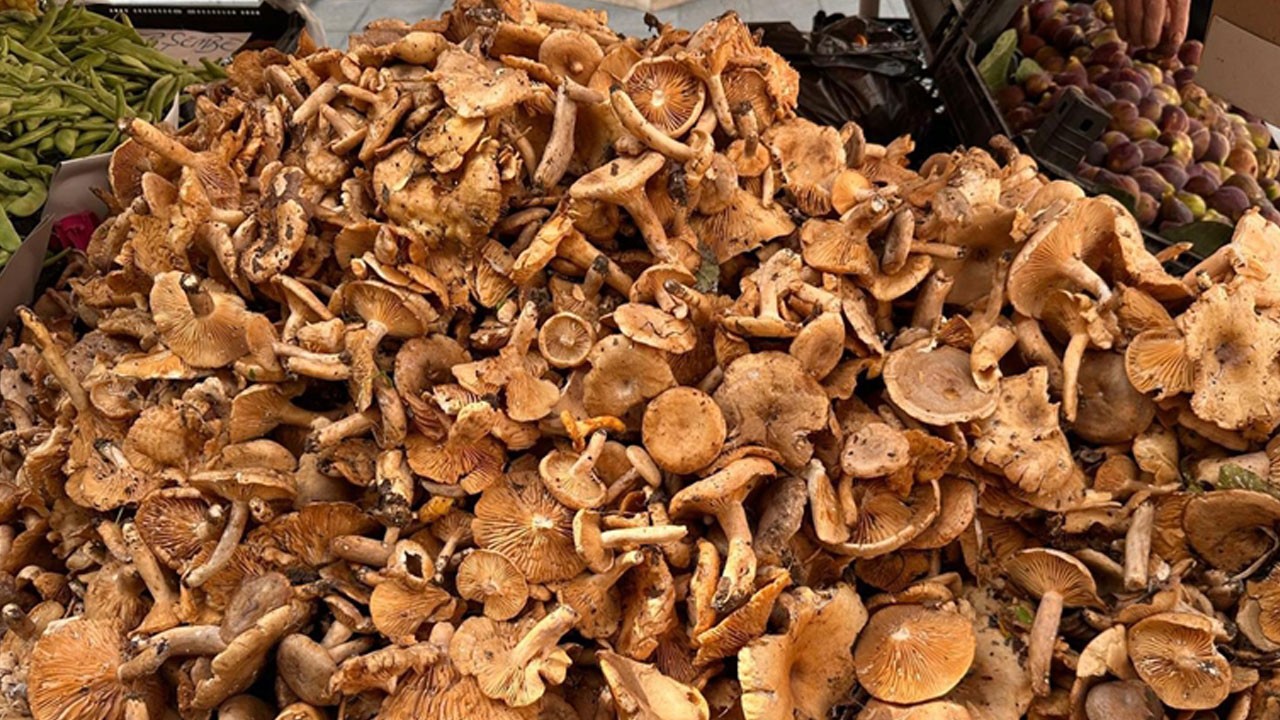 Uzmandan hayati uyarı! Tek mantar tüm aileyi öldürebilir