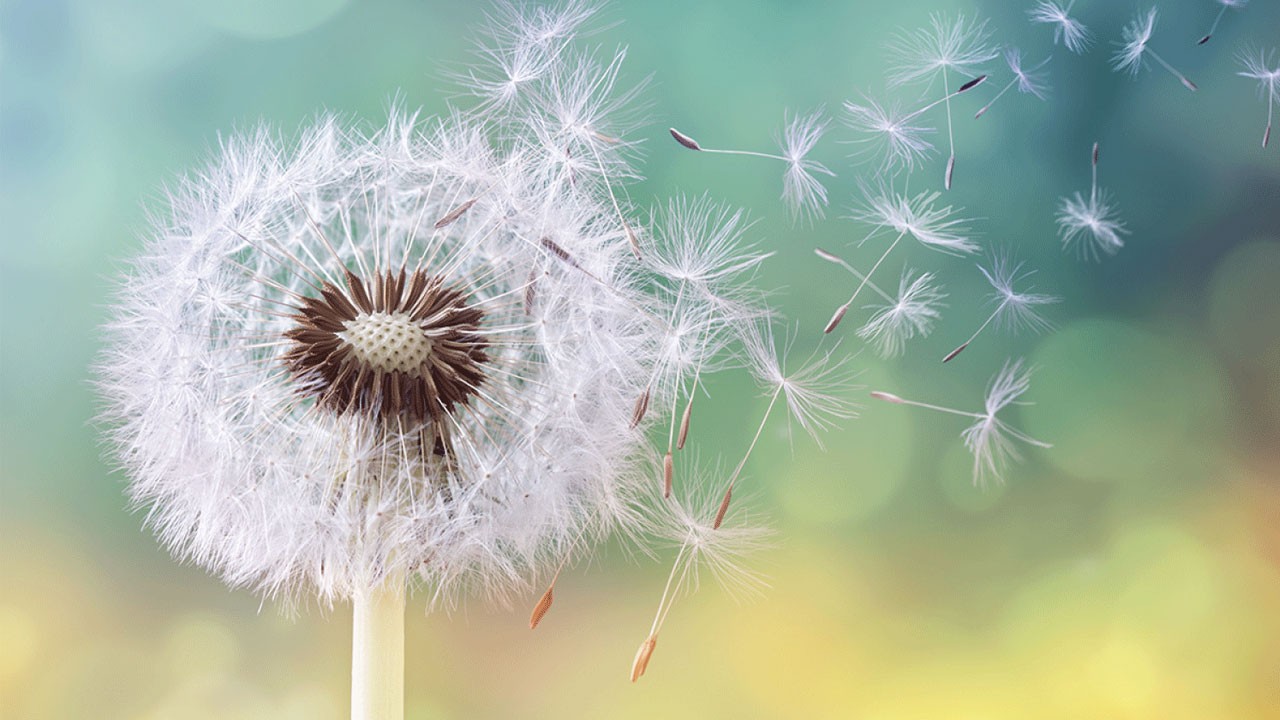 Uzmanı uyardı! Polen alerjisi olanlar dikkat