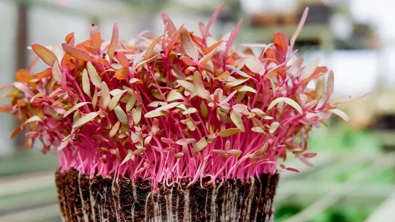 Uzmanı uyardı: Tehlikeli bakterilerin yuvası!