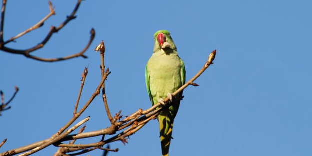  Uzmanından 'istilacı papağan' uyarısı