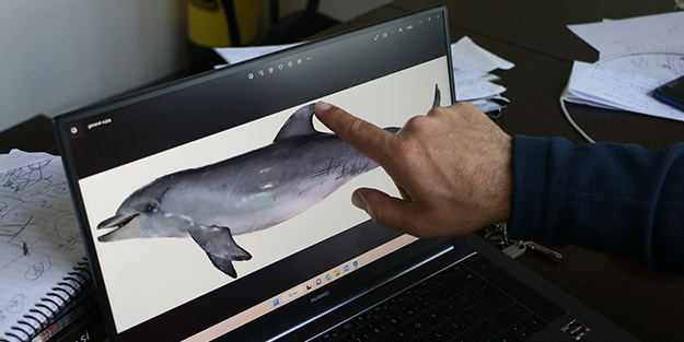 Uzmanından korkutan uyarı: 'Yunus balıkları, önlem alınmazsa...'