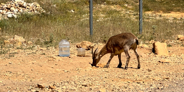 Uzmanından 'ölümcül' uyarı! Yaşamları ciddi anlamda tehlikede