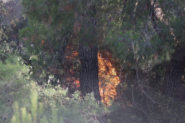 Uzmanından önemli tavsiye! Orman yangınları bu yöntemle engellenebilir