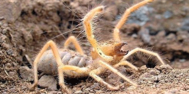 Uzmanından sarıkız örümceğine ilişkin kritik uyarı!