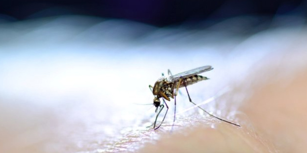 Uzman isim sivrisinek ısırıkları ile ilgili dikkat çeken tavsiyelerde bulundu! Kızarık yaralar şeklinde olacak