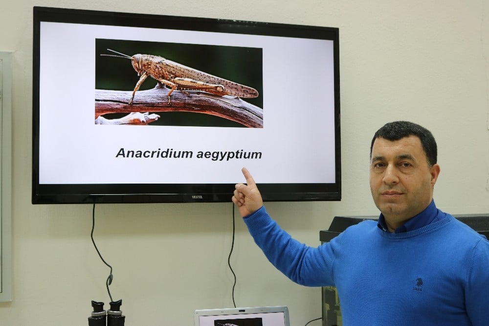 Uzmanlar çöl çekirgeleri istilasına karşı uyardı 
