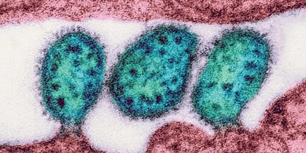 Uzmanlar farketti! Hayvanlara meğerse insanlar aktarıyormuş!