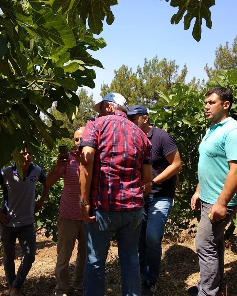 Uzmanlar incirdeki dökülme olayını yerinde inceledi 