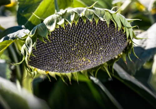 Uzmanlar tavsiye ediyor: Yorgunluğa 'doğal' ilaç!