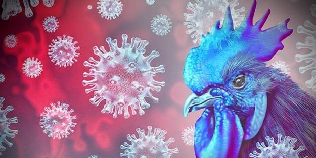 Uzmanlar üstüne basa basa uyardı! Yeni pandemi endişesi: Kuş gribi, yayıldı! Acilen önlem alınmalı