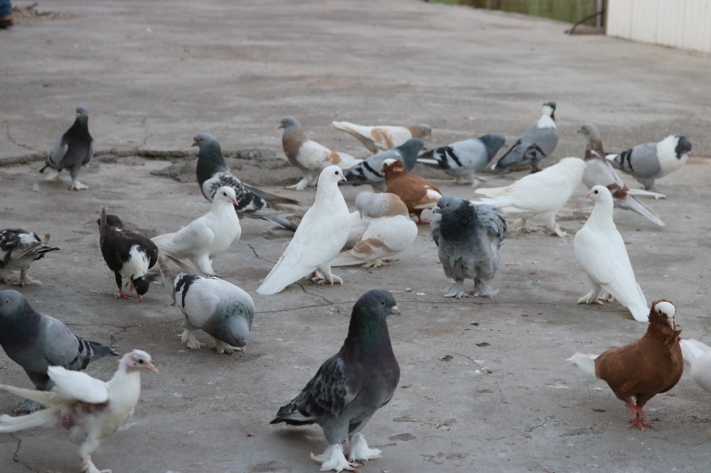 Uzmanlar uyardı: ’Beslediğiniz kuş katiliniz olabilir’ 