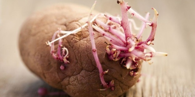 Bu patatesleri sakın yemeyin!