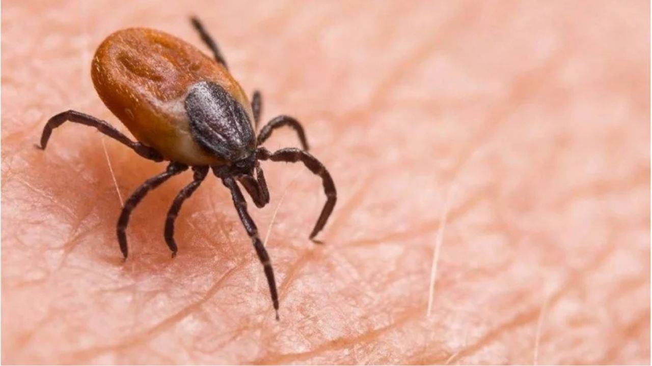 Uzmanlar uyardı: Kene istilası devam ediyor! Keneyi uzak tutmak için ne yapmalıyız?
