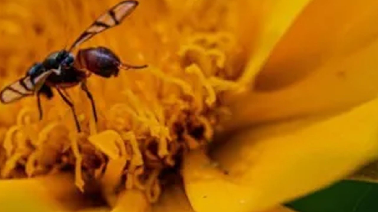 Uzmanlar: Yaraya benziyor ama öldürebiliyor! Ortaya çıkan sinsi tehlike: