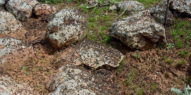 Uzmanlardan çarpıcı öneri! Çekirge istilasını bitirecekler