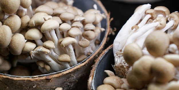 Uzmanlardan kritik uyarı! Tek bir tanesi bile ölüme götürüyor