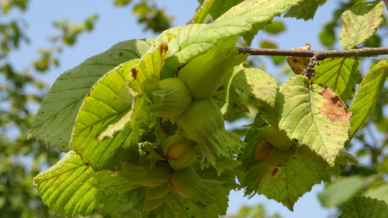 Uzmanlardan kritik uyarı! Erken hasat fındığı vurabilir