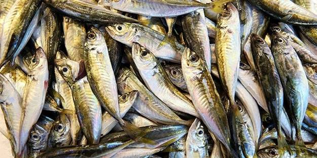 Uzmanlardan önemli uyarı! Bu balıklara aman dikkat! Zehir saçıyor