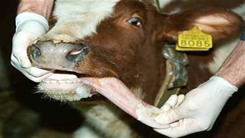 Uzmanlardan rahatlatan açıklama… Şap hastalığı insanlarda ölümcül etkilere yol açmıyor