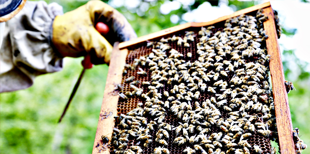 Uzmanlardan uyarı geldi... Şimdi kestane balı zamanı.. Fiyatları belli oldu!