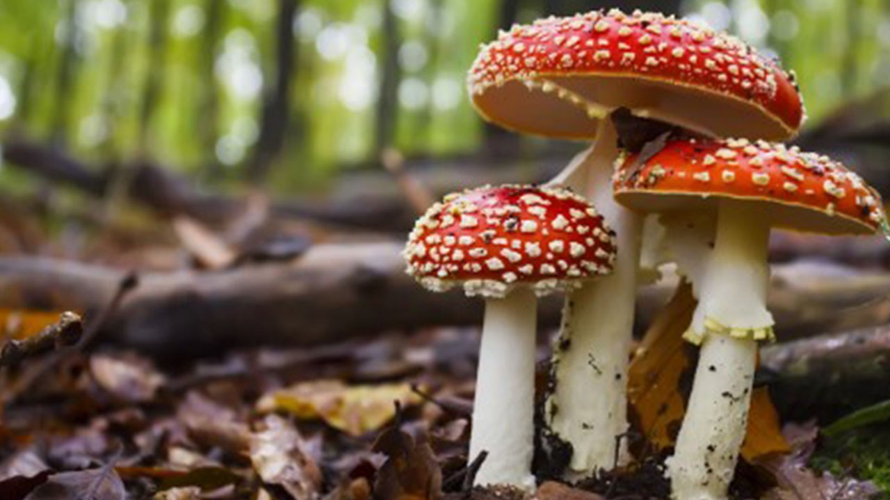 Uzmanların uyarılarına rağmen mantar yiyen yaşlı çift zehirlendi