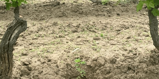 Üzüm bağında Hint keneviri yetiştirdi