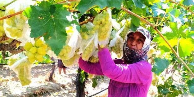 Üzüm bağındaki 4 bin salkımı poşetlerle kapladı