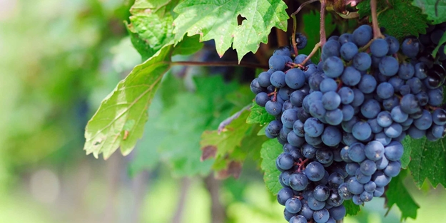 Üzüm çekirdeği başlıbaşına bir şifa kaynağı..