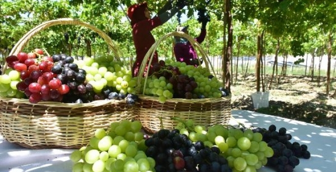 Üzüm hasadı erken başladı